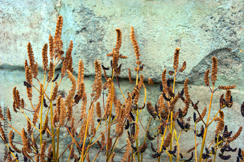 Brown and black ears of grass on yellow stems against a white stone wall.