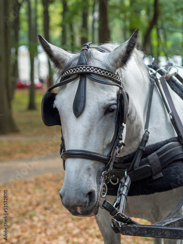 Close up of a horse head portrait on breeding test outdoors