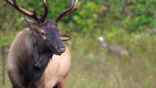 A Rocky Mountain Elk Bugling photo