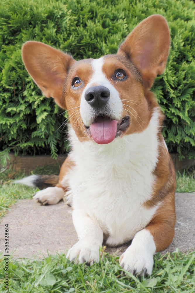 Welsh corgi Pembroke. Thoroughbred dog in a public park. Dog walking Welsh corgi Pembroke. Thoroughbred dog in a public park. Dog walking