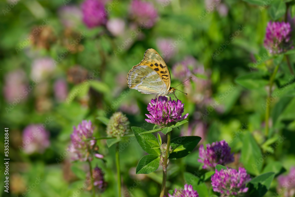 Silver-washed Fritillary butterfly (Argynnis paphia) with closed wings sitting on pink flower in Zurich, Switzerland Silver-washed Fritillary butterfly (Argynnis paphia) with closed wings sitting on pink flower in Zurich, Switzerland