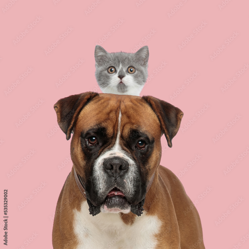 british shorthair cat on top of a big boxer dog