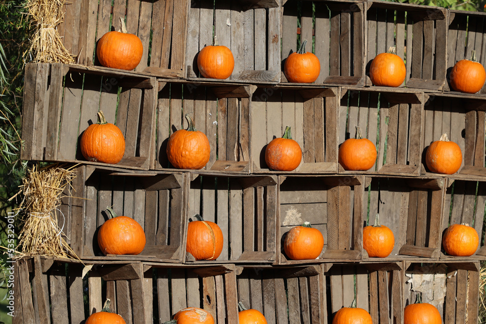 Pomarańczowa dynia przygotowana na obchody halloween.  - obrazy, fototapety, plakaty 