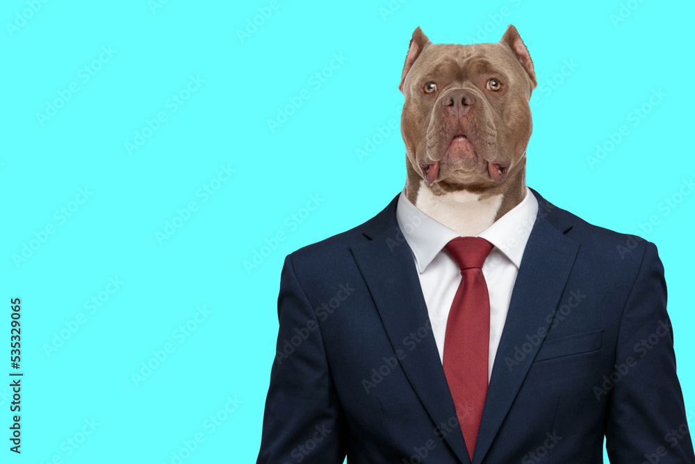 businessman standing and looking at camera happy businessman standing and looking at camera happy