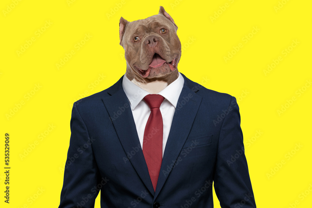 businessman standing and looking at camera happy businessman standing and looking at camera happy
