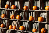 Pomarańczowa dynia przygotowana na obchody halloween. 