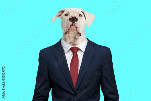 beautiful american bulldog pup in elegant suit posing on blue background photo
