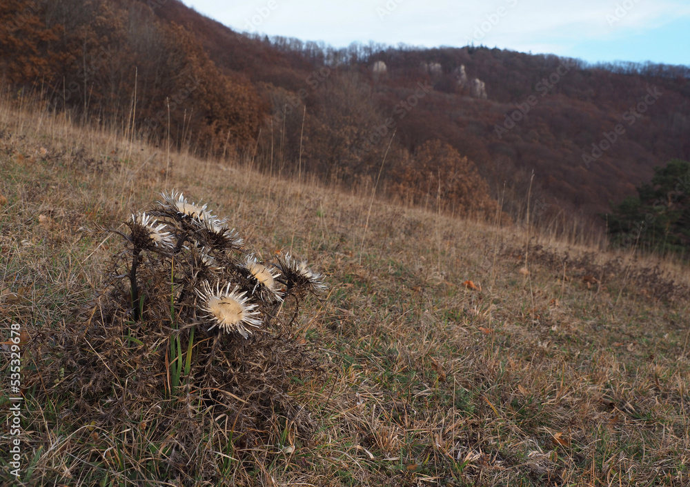 Fototapeta premium Silberdistel, Charakterblume der Schwäbischen Alb