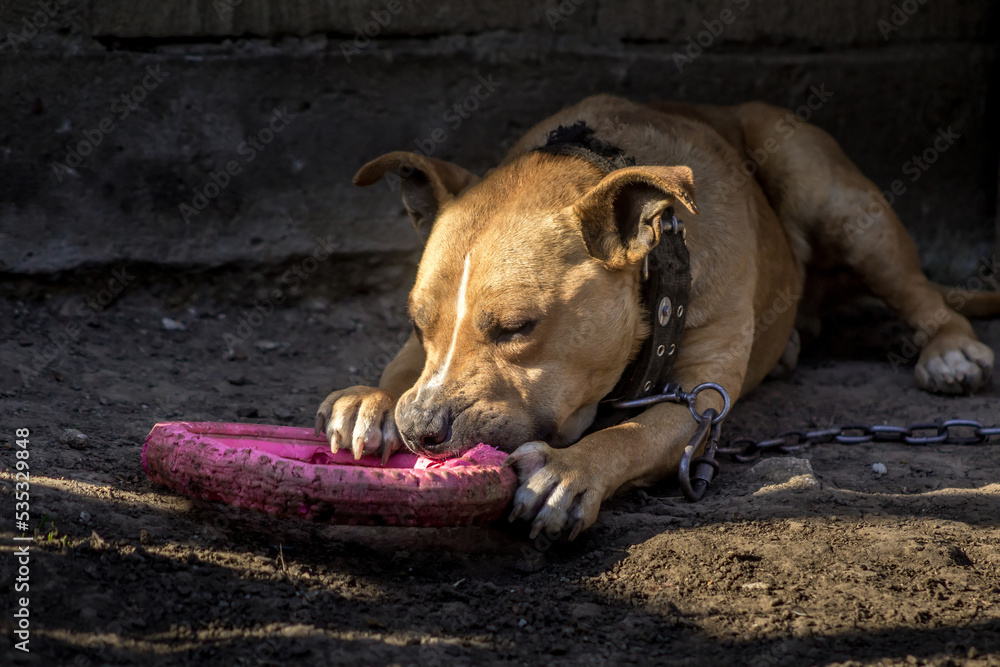 Fototapeta premium american pit bull terrier