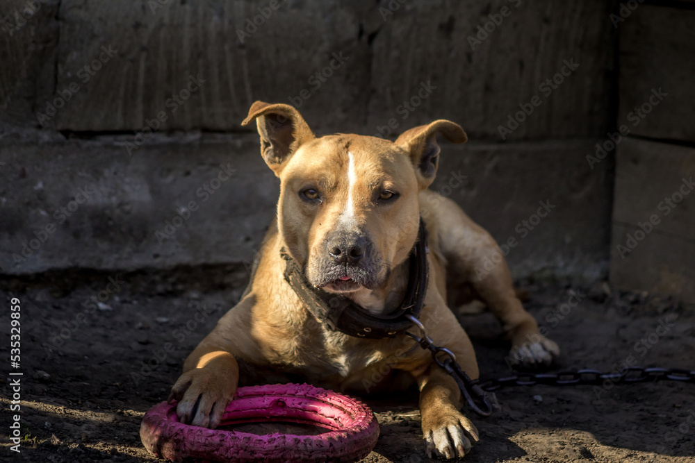 american pit bull terrier