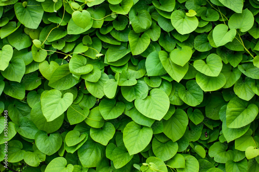 Clover green leaves texture background. Natural background and wallpaper Clover green leaves texture background. Natural background and wallpaper