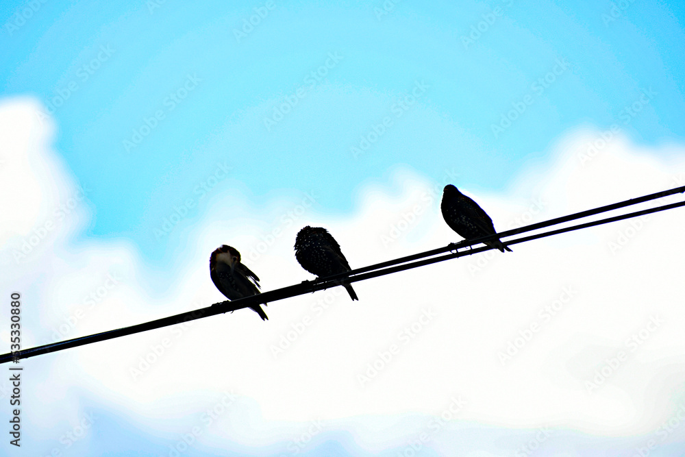Little birds are sitting on the wires. Blue sky. Little birds are sitting on the wires. Blue sky.