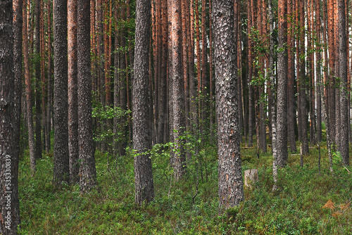 Pine forest. Strong brown tree trunks and small forest grass. Summer forest.