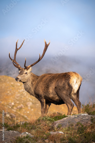 Deer in the highlands © Lars Gebraad