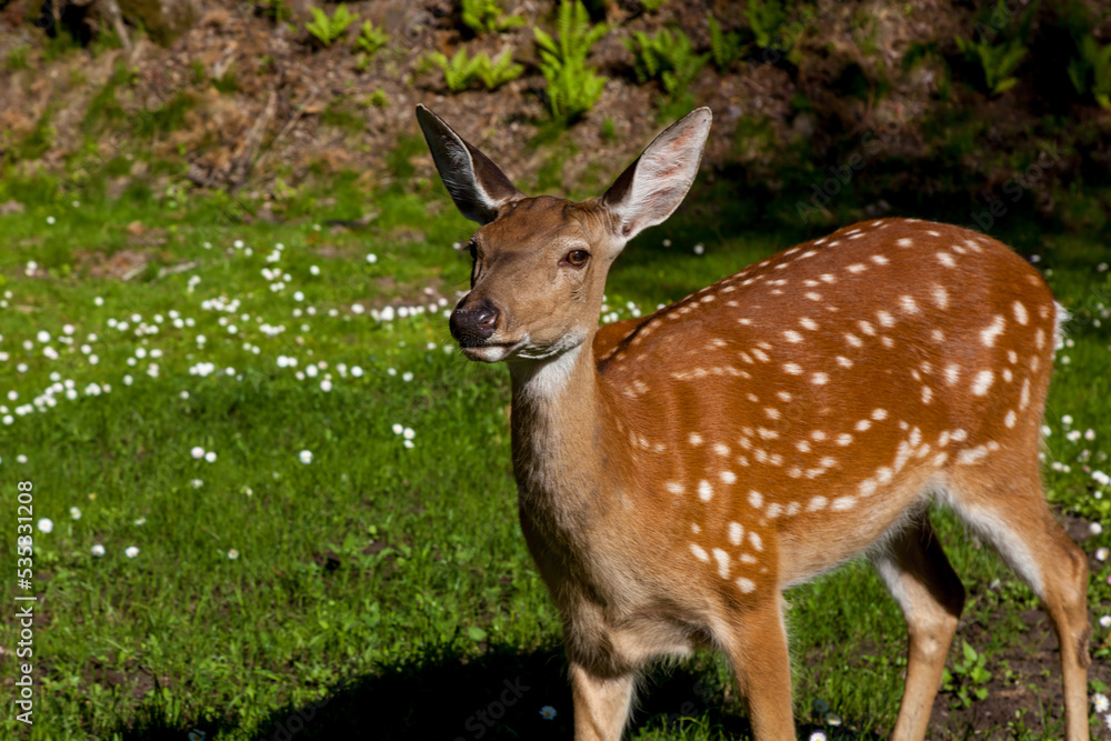 Young spotted deer in the forest on a clearing Young spotted deer in the forest on a clearing