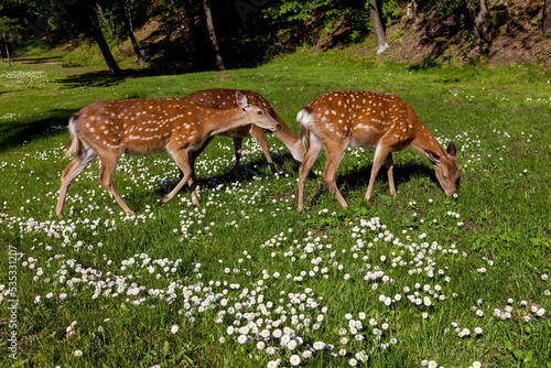 Young spotted deer in the forest on a clearing