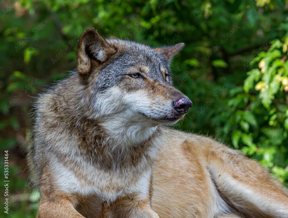 Fototapeta premium Gray wolf at rest but still looks for danger