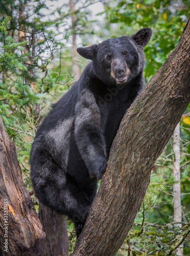 Adult black bear looks right at camera