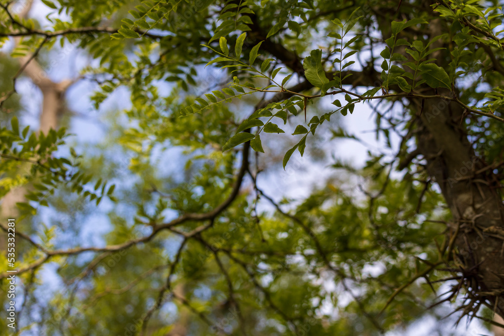Green leaves against blurry blue sky. Green leaves against blurry blue sky.