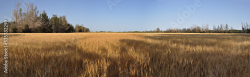 The beautiful Wheat in farmland