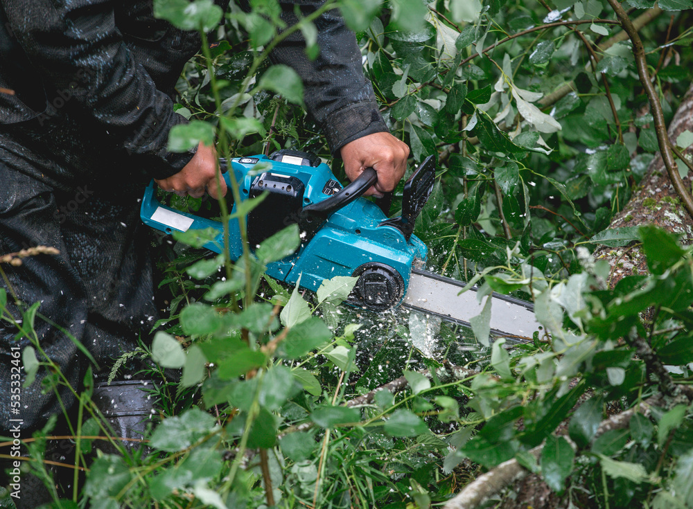 Obraz premium A man in protective overalls saws branches from a fallen tree in a pine forest with a chainsaw. The process of sawing fallen trees after a hurricane. A man saws a tree with a chainsaw.