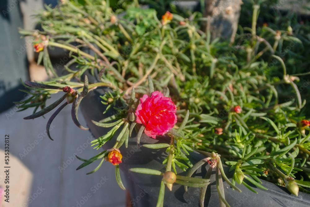 closeup hot pink flower of moss rose 