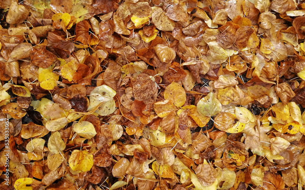 autumn leaves on the street - texture - obrazy, fototapety, plakaty 