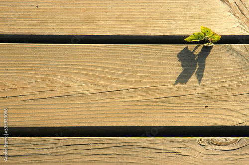 Wood