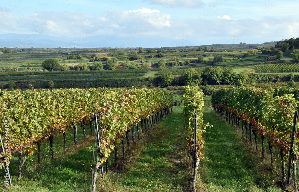 Grüne Herbstlandschaft in Endingen am Kaiserstuhl Grüne Herbstlandschaft in Endingen am Kaiserstuhl