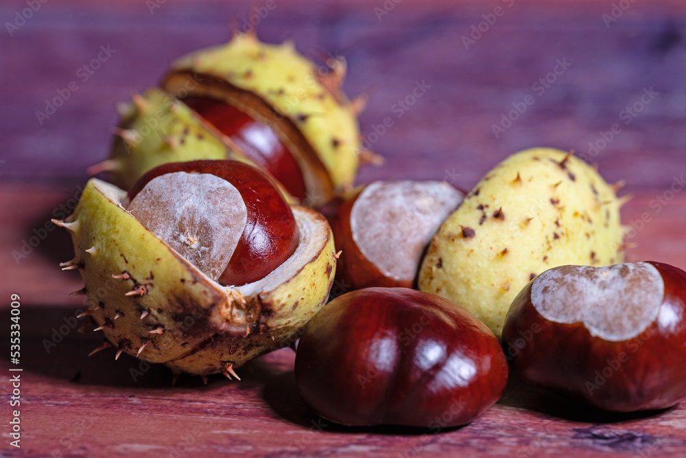 Rosskastanien, Aesculus hippocastanum, Nahaufnahme Rosskastanien, Aesculus hippocastanum, Nahaufnahme