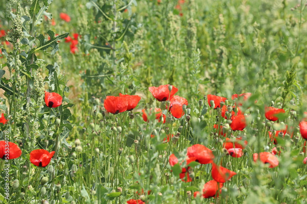 Fototapeta premium red poppy field