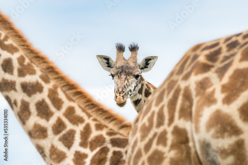 Photography Giraffe in Arusha National Park