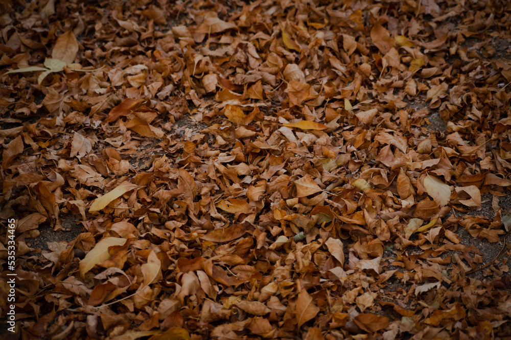 textura de hojas de otoño textura de hojas de otoño