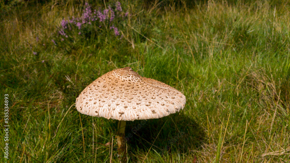 Mushroom in the park Mushroom in the park