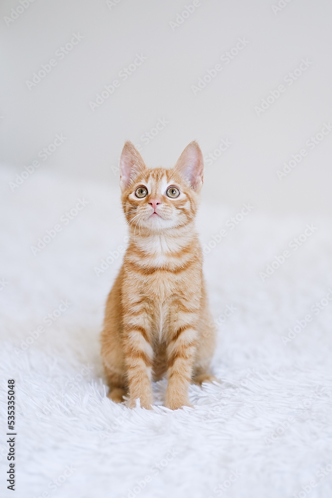 Little kitten on a white blanket. Kitty three months 