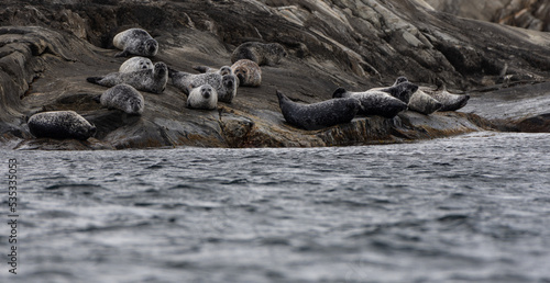 seals sleeping on the rocks