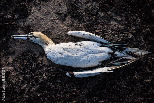 Bild auf Leinwand dead seabird