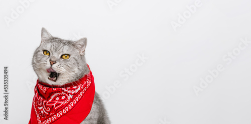 Cute cat in red bandana is licking his lips on white background, copy space, banner size