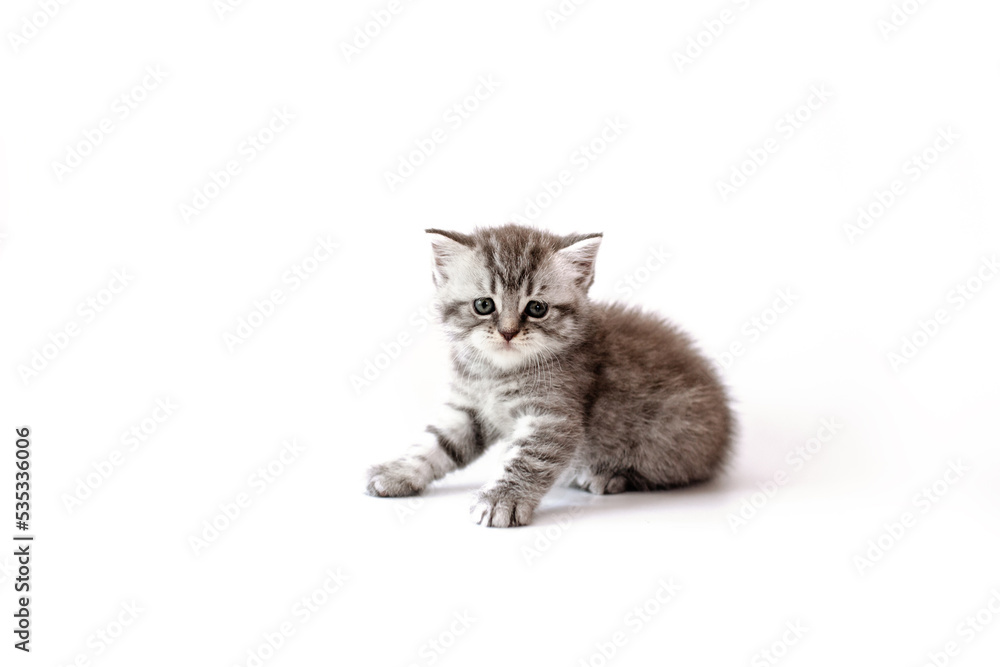 Obraz premium A breed British kitten is posing on a white background