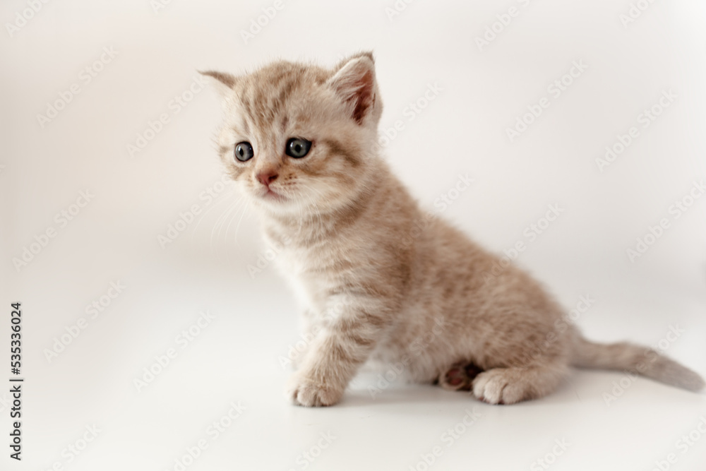 A breed British kitten is posing on a white background