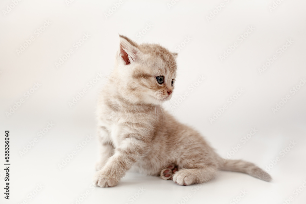 Obraz premium A breed British kitten is posing on a white background