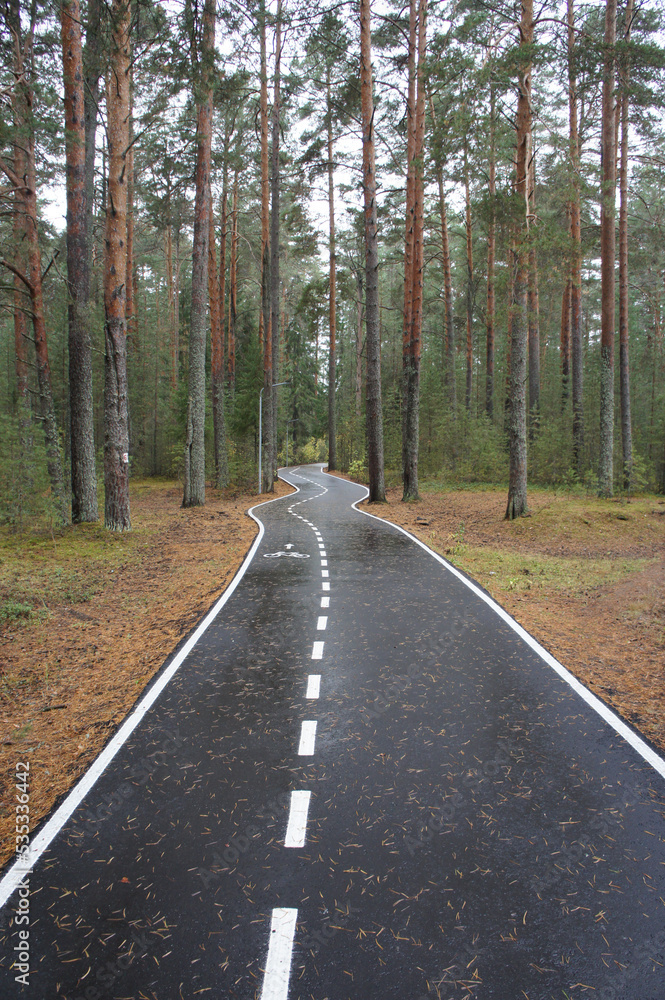 Obraz premium A road for pedestrians and cyclists in the pine forest. Asphalt path in the park for sports and hiking. Comfortable urban environment.