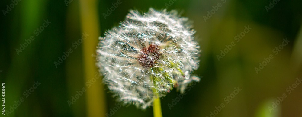 Dandelion close-up on a spring meadow. Dandelion seeds in the sunlight blowing away across a fresh green morning background Dandelion close-up on a spring meadow. Dandelion seeds in the sunlight blowing away across a fresh green morning background