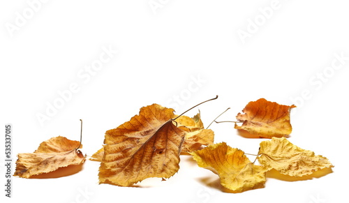 Colorful autumn linden leaves  foliage pile isolated on white 