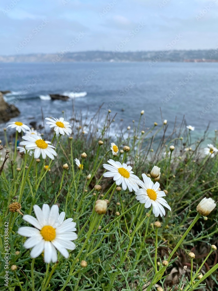 daisies by the coast 