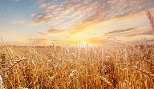 Background ripe golden wheat field with sunset, wide view. Concept agricultural industry