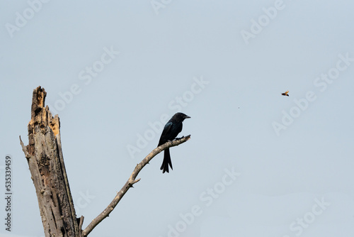 Drongo looking on its preys courage. 