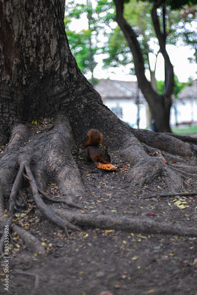 Fototapeta premium squirrel on tree