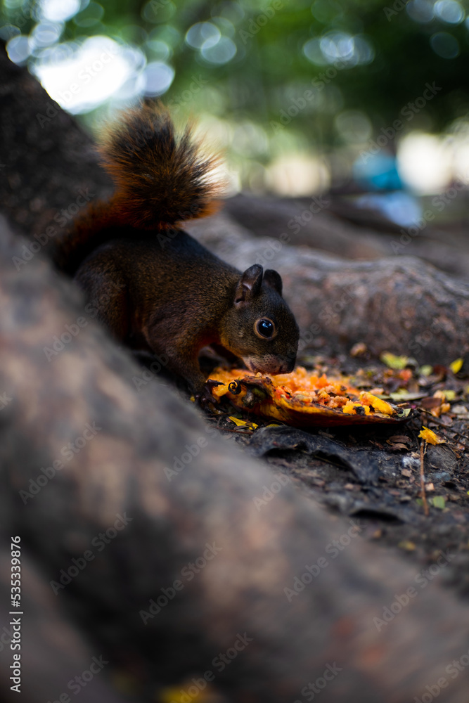 Fototapeta premium squirrel on tree