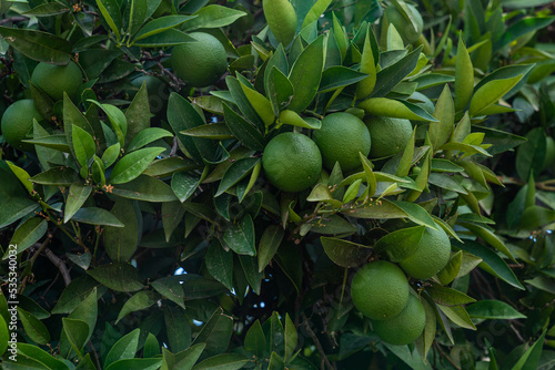 Photos Crown of an orange tree with unripe and green fruits.